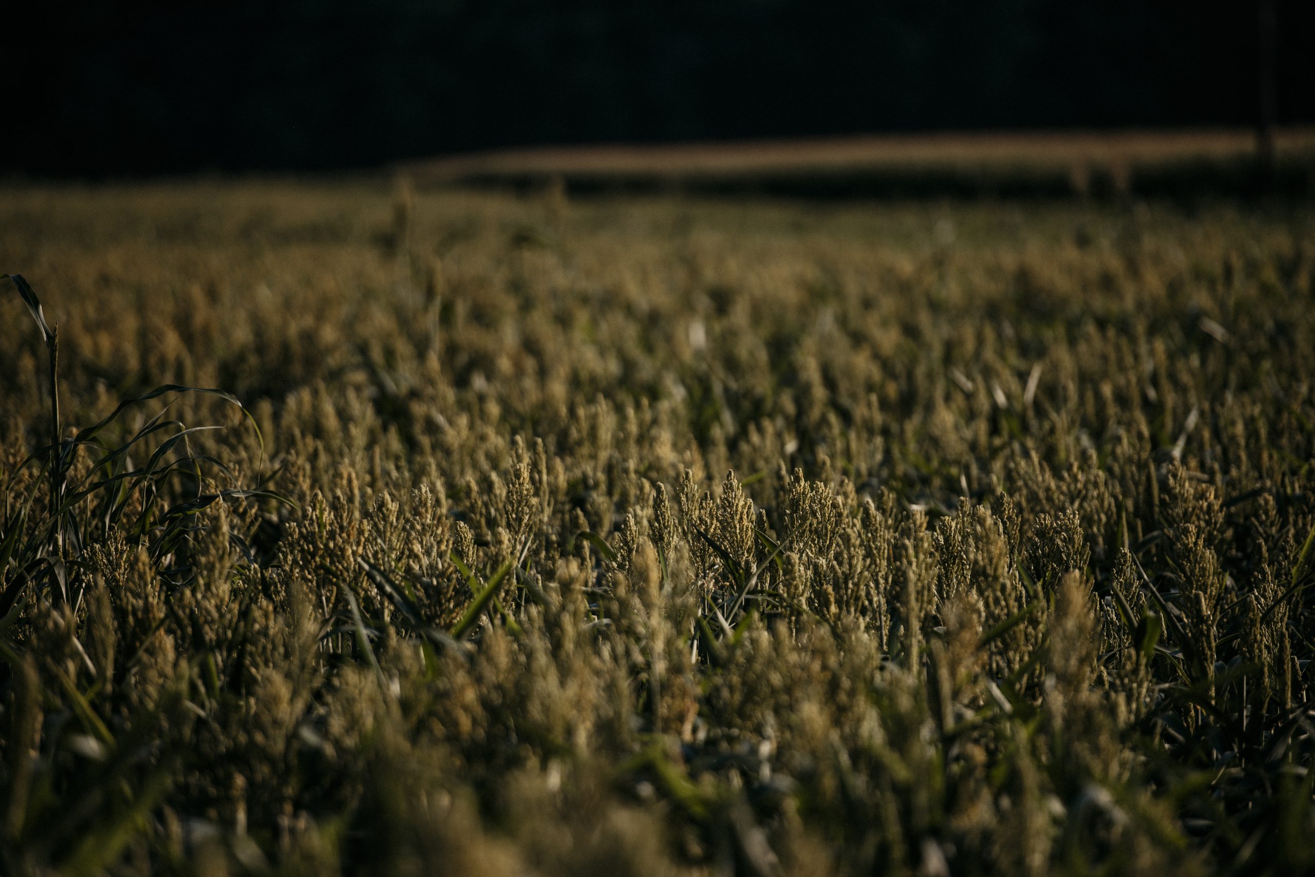 Grünflächen©MichaelaLorber-8916