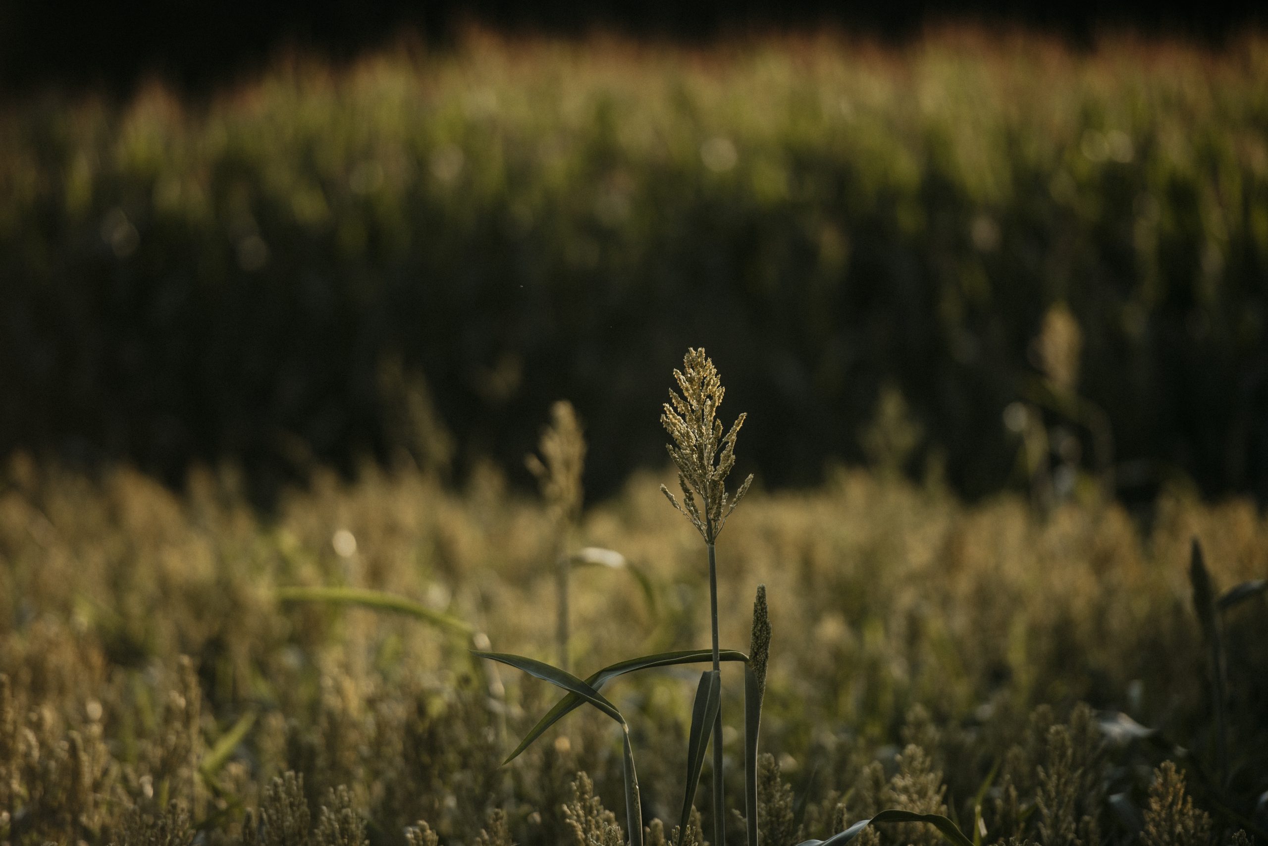 Grünflächen©MichaelaLorber-8926